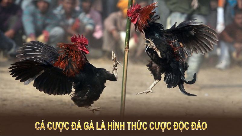 Cá cược đá gà là hình thức cược độc đáo, kết hợp phân tích và chiến thuật