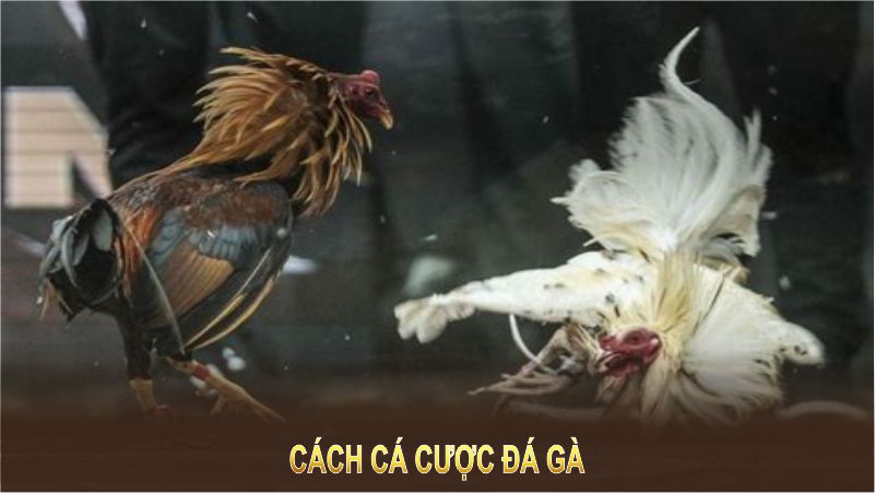 cách cược đá gà