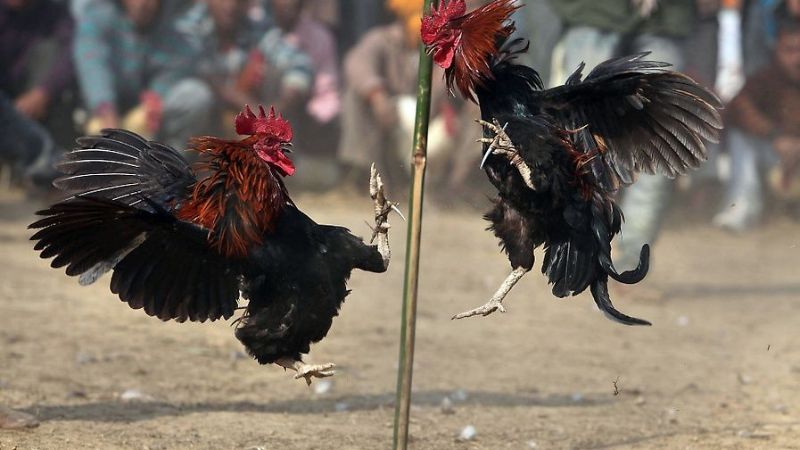 Luật chơi rõ ràng, minh bạch 