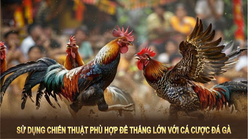 Sử dụng chiến thuật phù hợp là chìa khóa để thắng lớn với cá cược đá gà